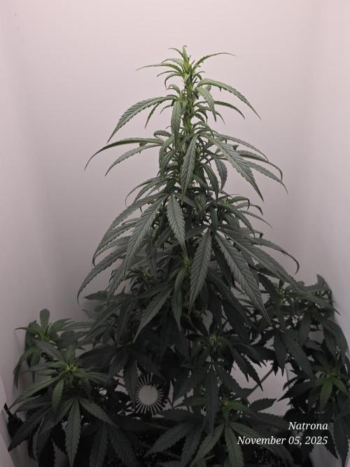 Hey Abby - SeedSupreme. Week 7