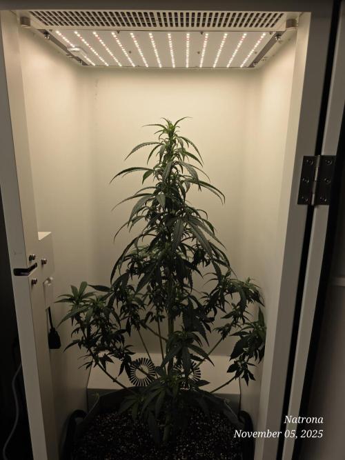 Hey Abby - SeedSupreme. Week 7