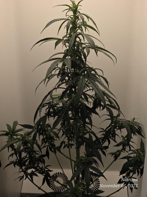 Hey Abby - SeedSupreme. Week 7