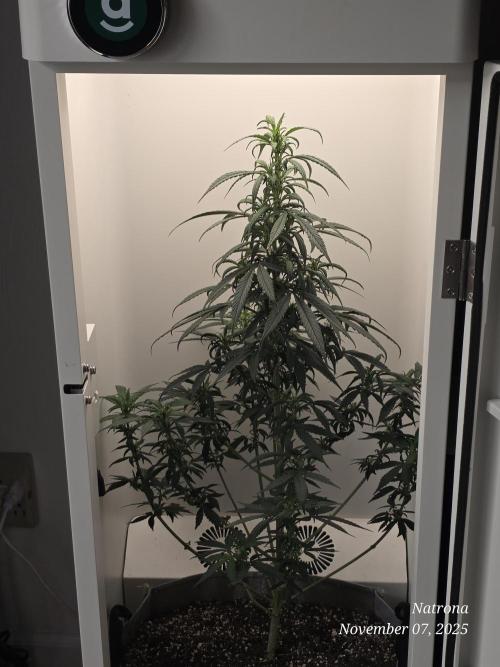 Hey Abby - SeedSupreme. Week 7