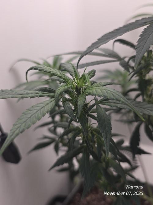 Hey Abby - SeedSupreme. Week 7