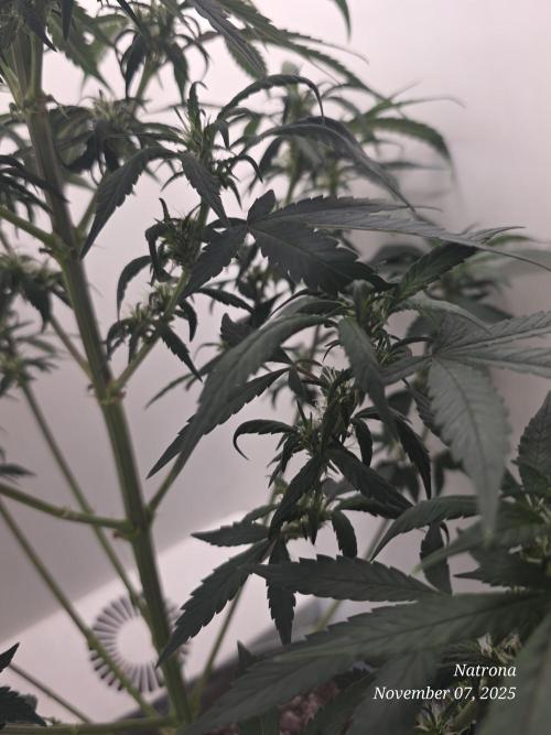 Hey Abby - SeedSupreme. Week 7