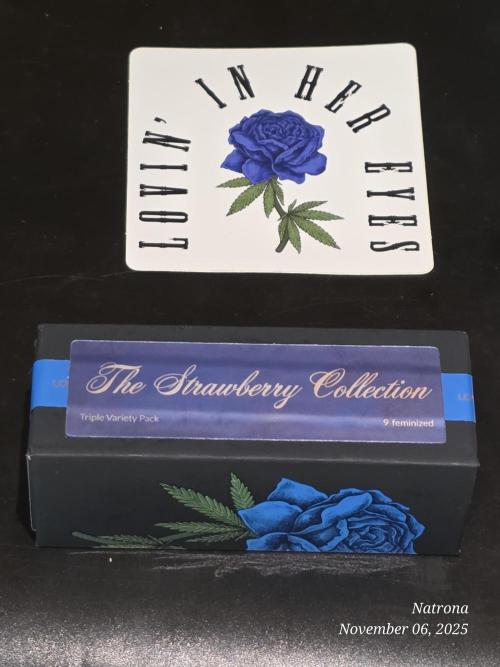 Strawberry Cadillac-Strng Seeds. Week 0