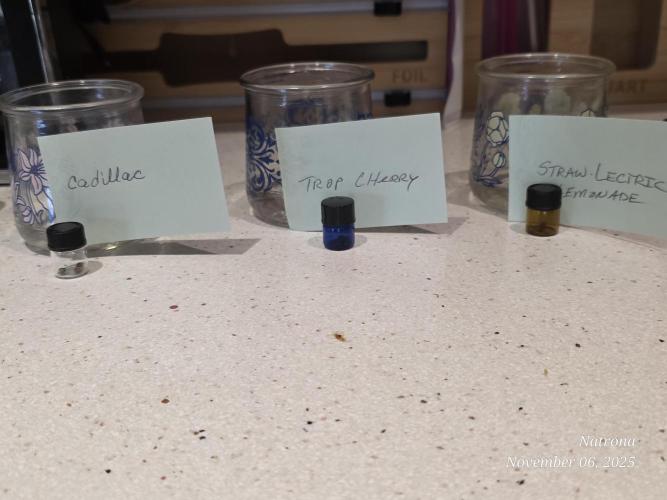 Strawberry Cadillac-Strng Seeds. Week 0