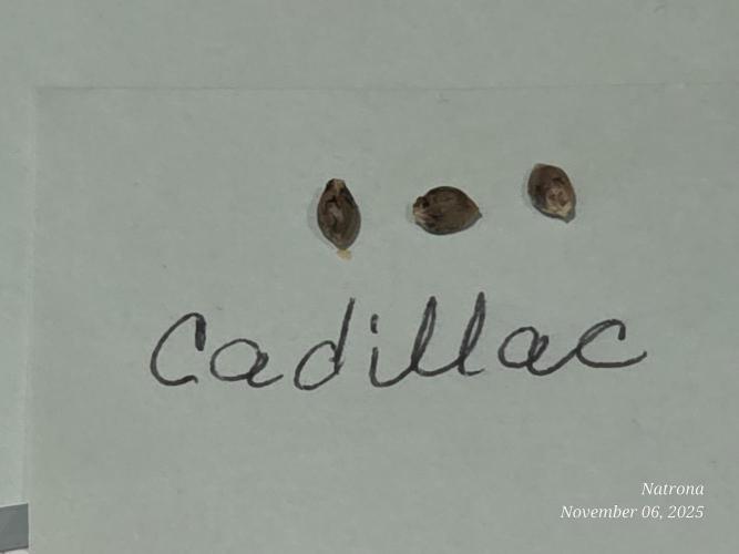 Strawberry Cadillac-Strng Seeds. Week 0