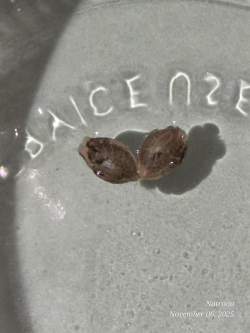 Strawberry Cadillac-Strng Seeds. Week 0