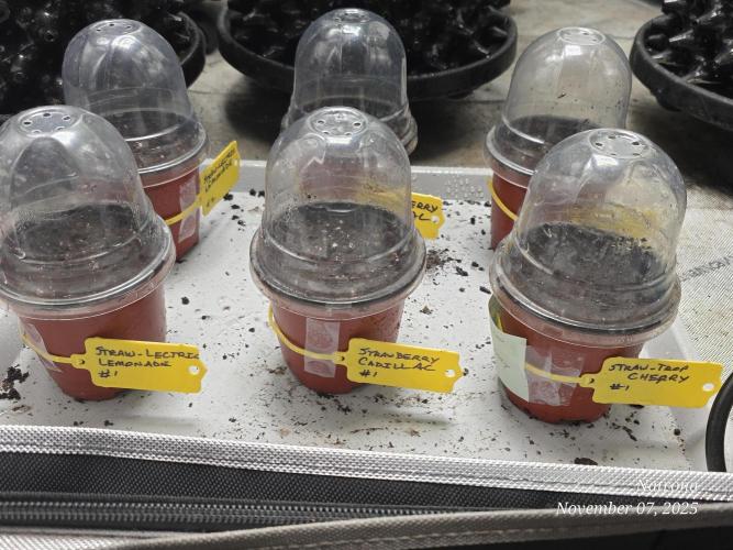 Strawberry Cadillac-Strng Seeds. Week 0