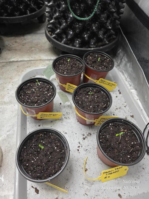 Strawberry Cadillac-Strng Seeds. Week 0