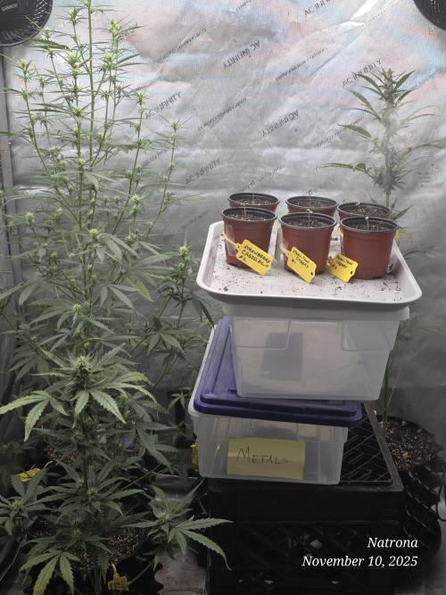 Strawberry Cadillac-Strng Seeds. Week 0