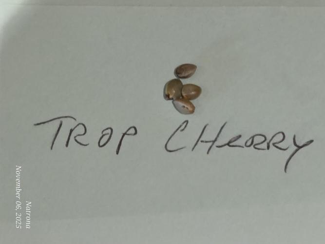 Straw-Trop Cherry Strng Seeds. Week 0