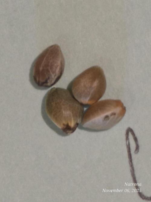 Straw-Trop Cherry Strng Seeds. Week 0