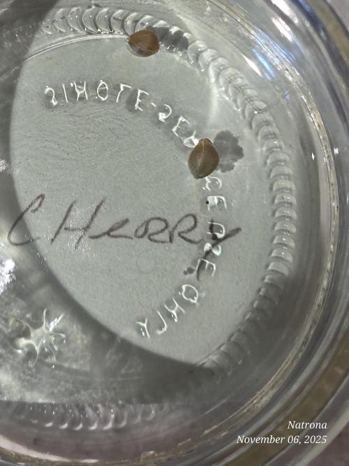 Straw-Trop Cherry Strng Seeds. Week 0