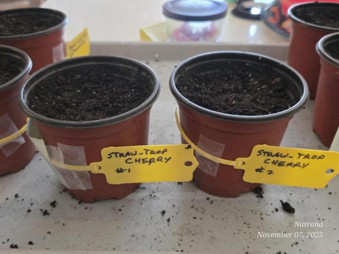 Straw-Trop Cherry Strng Seeds. Week 0