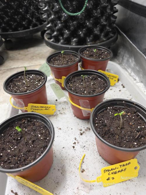Straw-Trop Cherry Strng Seeds. Week 0