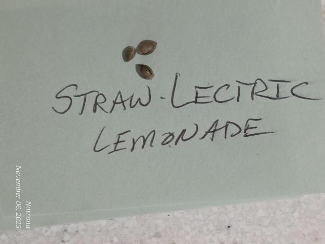 Straw-Lectric Lemonade Strng Seeds. Week 0
