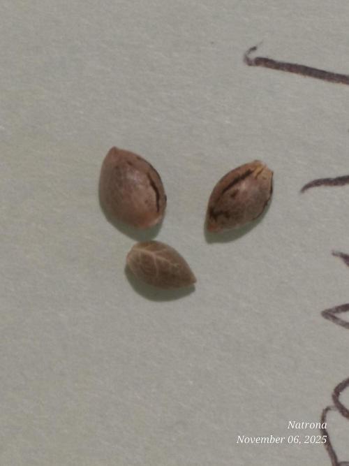 Straw-Lectric Lemonade Strng Seeds. Week 0