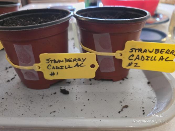 Straw-Lectric Lemonade Strng Seeds. Week 0