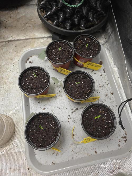 Straw-Lectric Lemonade Strng Seeds. Week 0