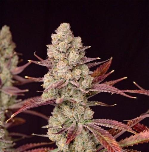 Strawberry Cadillac-Strng Seeds. Week 0