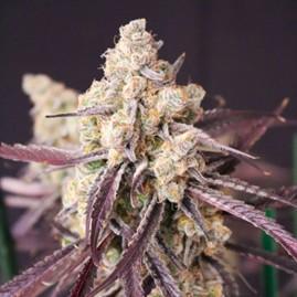 Straw-Trop Cherry Strng Seeds. Week 0