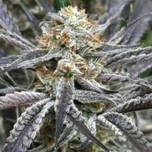 Straw-Lectric Lemonade Strng Seeds. Week 0