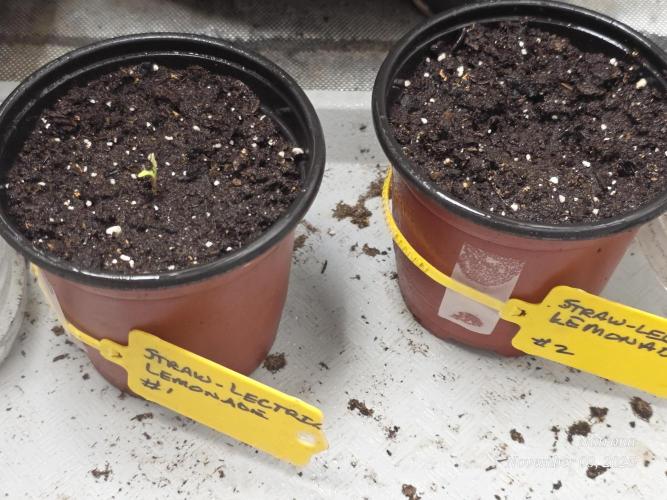 Straw-Lectric Lemonade Strng Seeds. Week 1