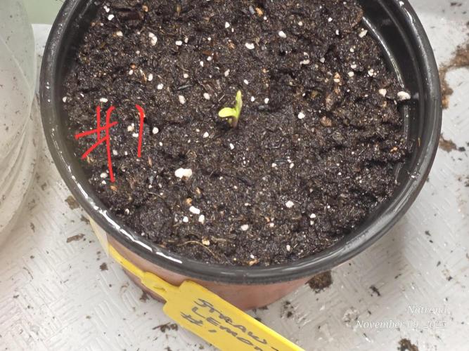 Straw-Lectric Lemonade Strng Seeds. Week 1