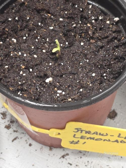 Straw-Lectric Lemonade Strng Seeds. Week 1