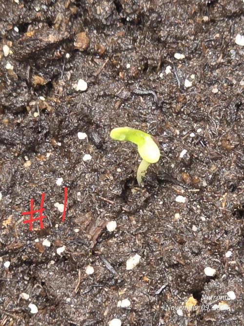 Straw-Lectric Lemonade Strng Seeds. Week 1