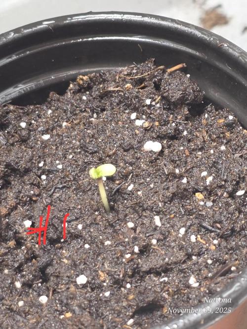 Straw-Lectric Lemonade Strng Seeds. Week 1
