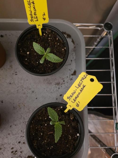 Straw-Lectric Lemonade Strng Seeds. Week 1