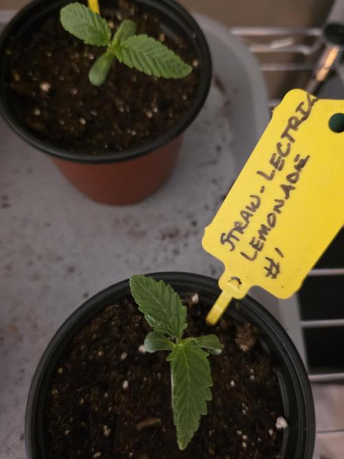 Straw-Lectric Lemonade Strng Seeds. Week 1