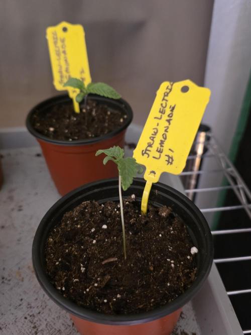 Straw-Lectric Lemonade Strng Seeds. Week 1