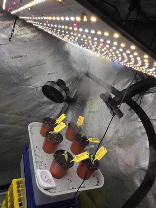 Straw-Lectric Lemonade Strng Seeds. Week 1