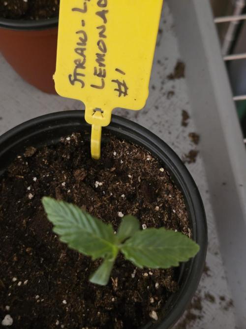 Straw-Lectric Lemonade Strng Seeds. Week 1