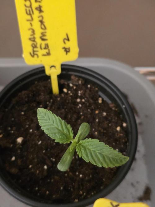 Straw-Lectric Lemonade Strng Seeds. Week 1