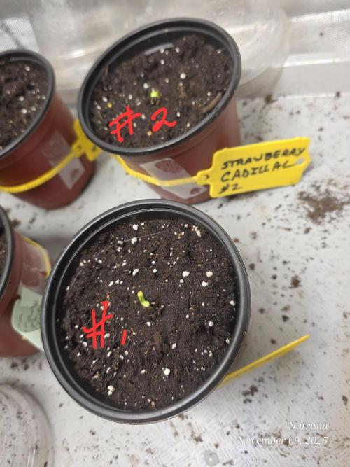 Strawberry Cadillac-Strng Seeds. Week 1