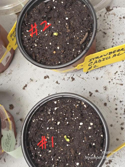 Strawberry Cadillac-Strng Seeds. Week 1