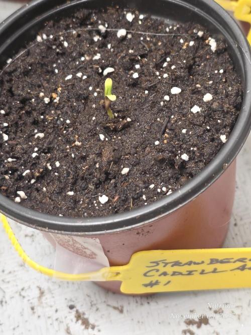 Strawberry Cadillac-Strng Seeds. Week 1