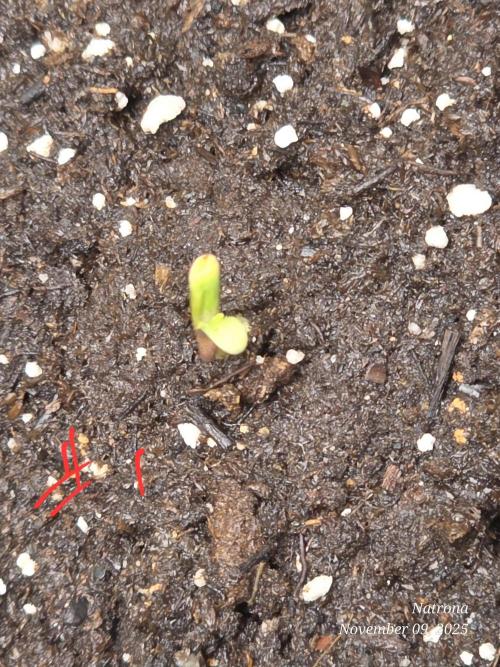 Strawberry Cadillac-Strng Seeds. Week 1