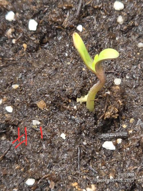 Strawberry Cadillac-Strng Seeds. Week 1