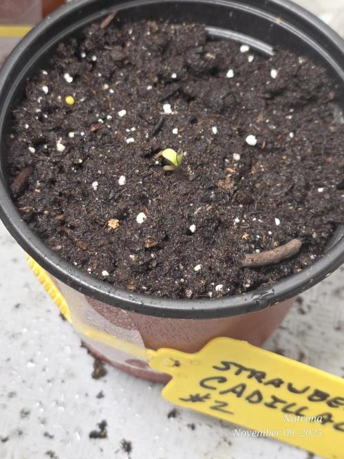Strawberry Cadillac-Strng Seeds. Week 1