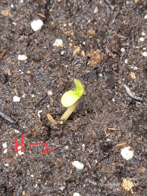 Strawberry Cadillac-Strng Seeds. Week 1