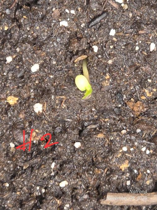 Strawberry Cadillac-Strng Seeds. Week 1