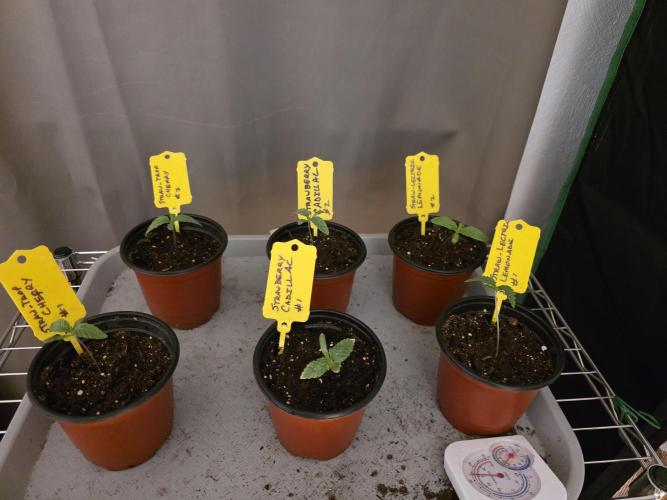 Strawberry Cadillac-Strng Seeds. Week 1