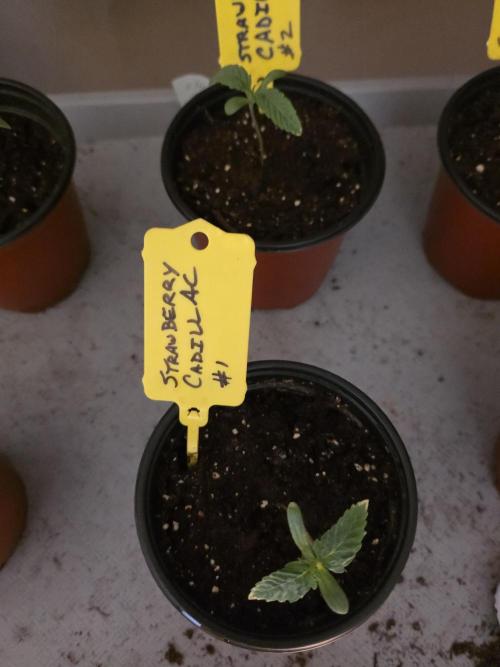 Strawberry Cadillac-Strng Seeds. Week 1