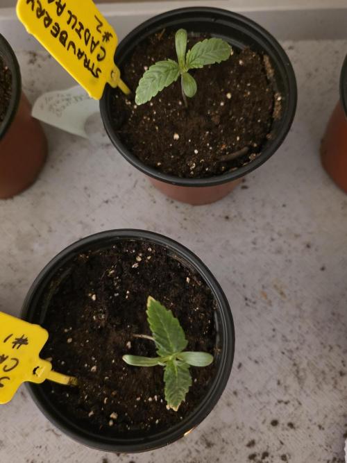 Strawberry Cadillac-Strng Seeds. Week 1