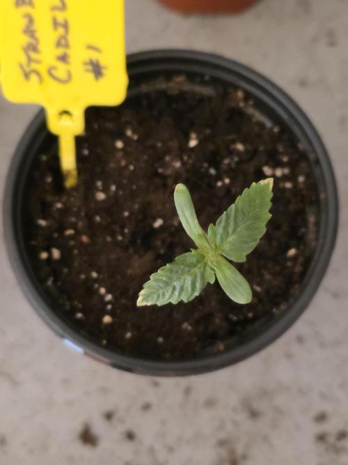 Strawberry Cadillac-Strng Seeds. Week 1