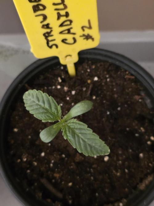 Strawberry Cadillac-Strng Seeds. Week 1