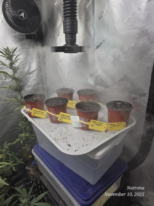 Strawberry Cadillac-Strng Seeds. Week 1